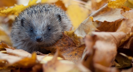 Hedgehog in autumn leaves (captive, rescue animal)