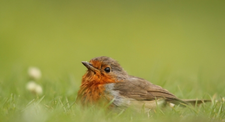 Robin © Tom Hibbert