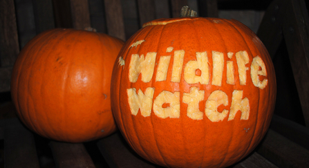 Wildlife Watch pumpkin