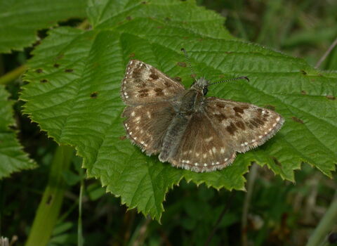Dingy Skipper butterfly
