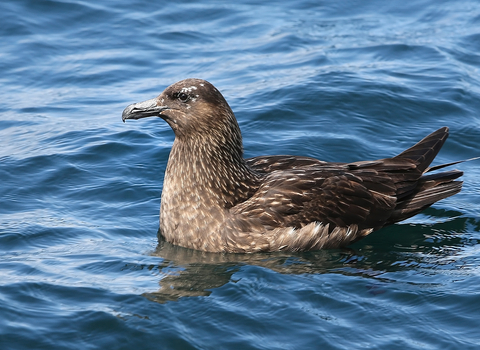 Great Skua