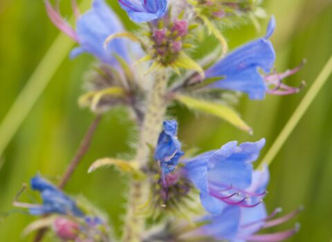 Viper's-bugloss