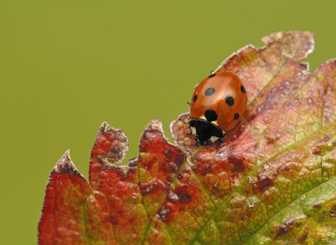 7-spot Ladybird