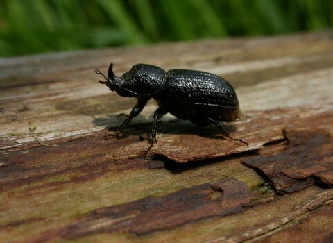 Rhinoceros Beetle