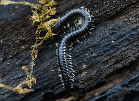 White-legged Snake Millipede