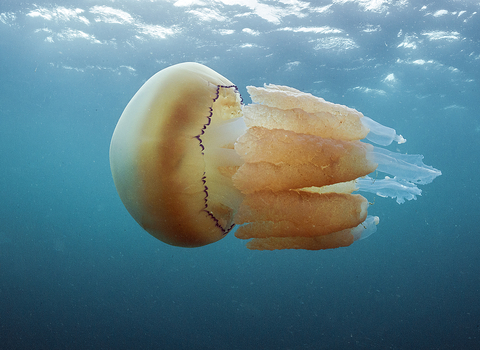 Barrel jellyfish