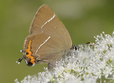White-letter hairstreak butterfly