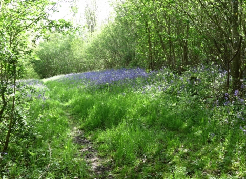 Girdlers Coppice © Neil Gibson