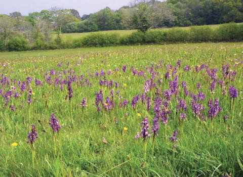 Corfe Mullen Meadows © Tony Bates MBE