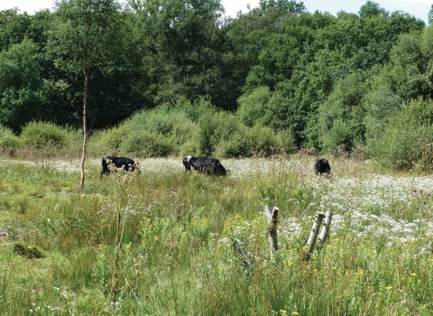 Grazing cattle at Bugden's Meadow