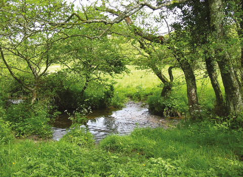 Kingcombe Meadows © J Franklin