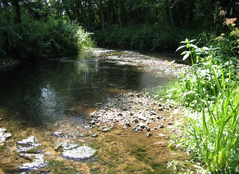 Nunnery Mead © Sarah Williams