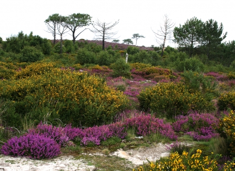 Upton Heath © Tony Bates MBE