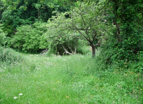 King's Lane Orchard Nature Reserve
