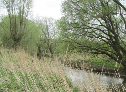 Mill Ham Island Nature Reserve