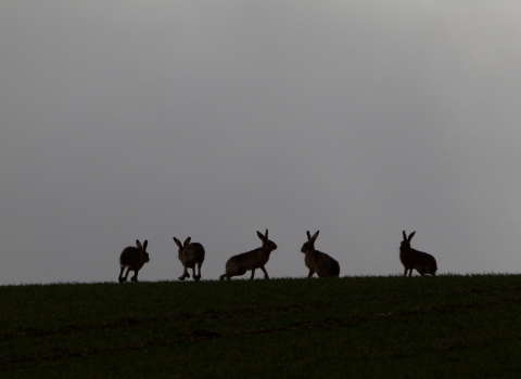 Hares © Mark Hamblin/2020VISION