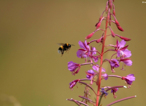 Bee flying to flower by Josh Kubale