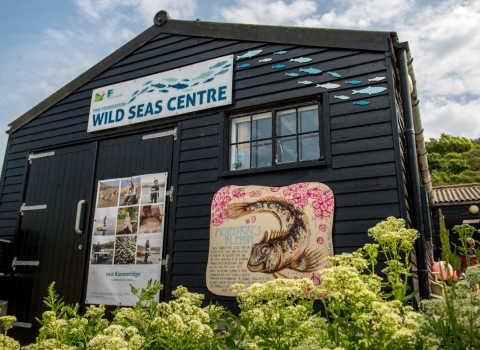 Wild Seas Centre Image by Phil Abraham
