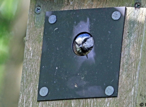 Blue Tit © Paul Williams