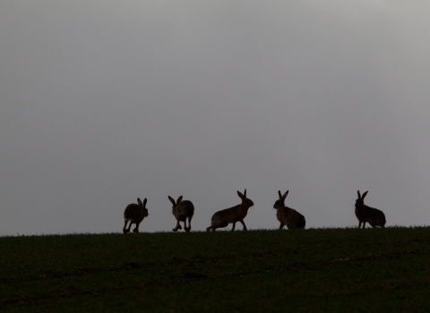 Hares © Mark Hamblin / 2020VISION