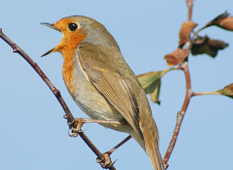 Robin singing © Ken Dolbear MBE 