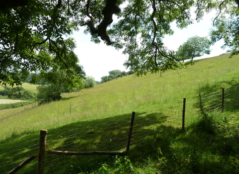 Haydon Hill © James Hitchen