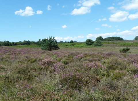 Higher Hyde Heath © James Hitchen