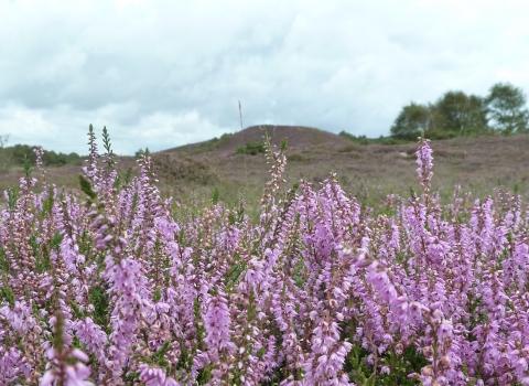 Winfrith and Tadnoll Heath © James Hitchen