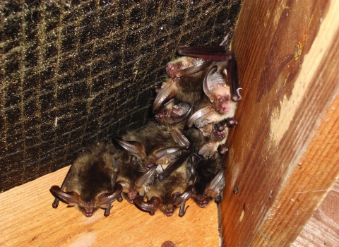 Long eared bats © Nigel Brooks