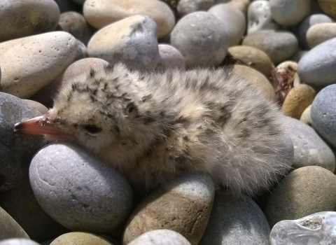 Little tern chick © Morgan Vaughan