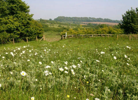 Lorton Meadows Nature Reserve by DWT 