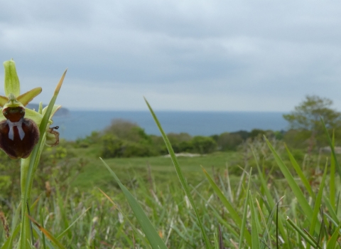 Early spider orchid © James Hitchen