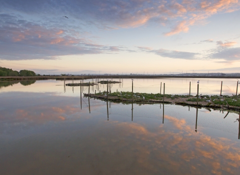 Sandwich Tern islands on Brownsea Island by Paul Williams 