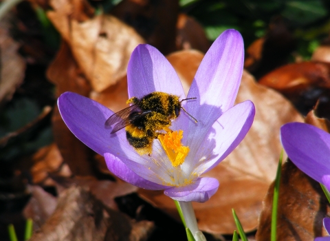 Buff-tailed bumblebee on Crocus © Jane Adams