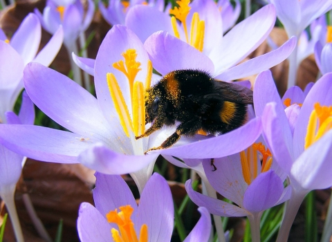 Buff-tailed bumblebee on Crocus © Jane Adams