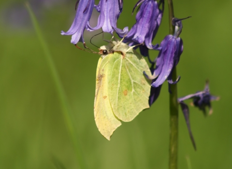 Brimstone © Austin Morley