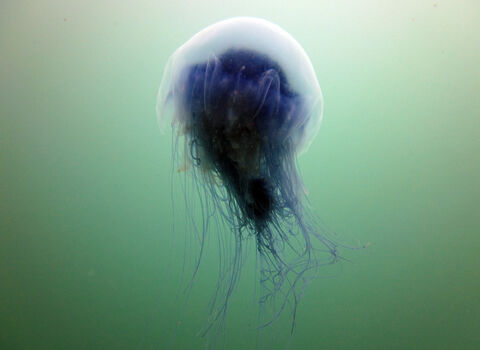 Blue Jellyfish © Andy Marsh