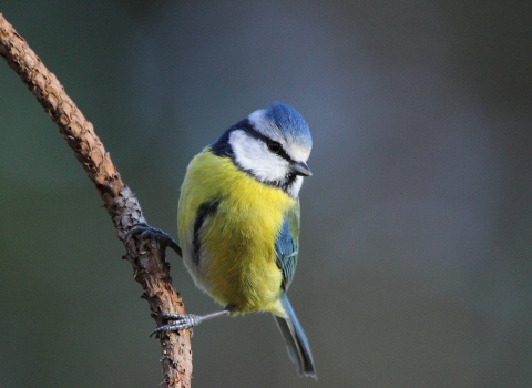 Blue tit © Steve Davis