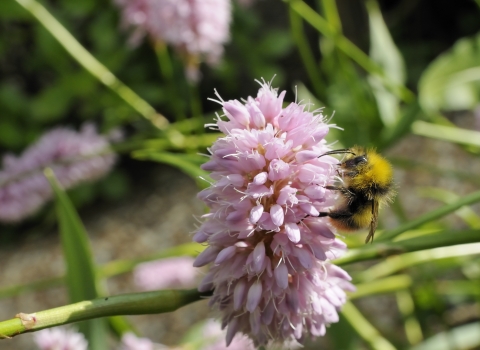 Early Bumblebee (bombus pratorum) © Nick Upton 2020 VISION 