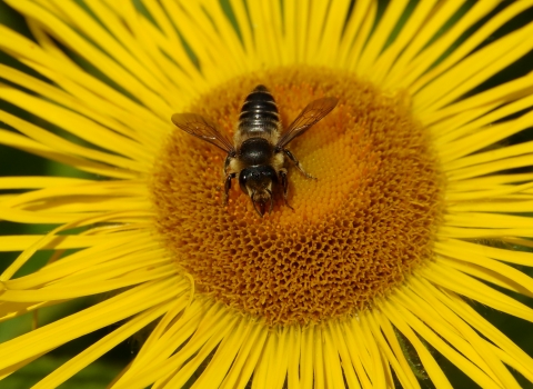 Leaf Cutter bee © Gillian Day