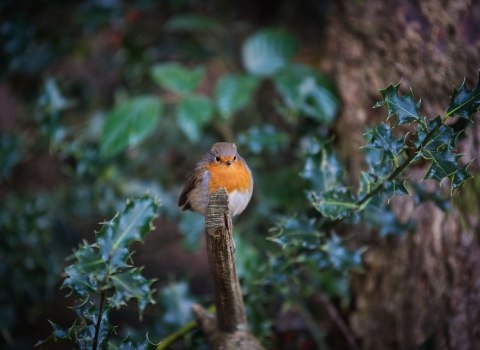 Christmas Robin