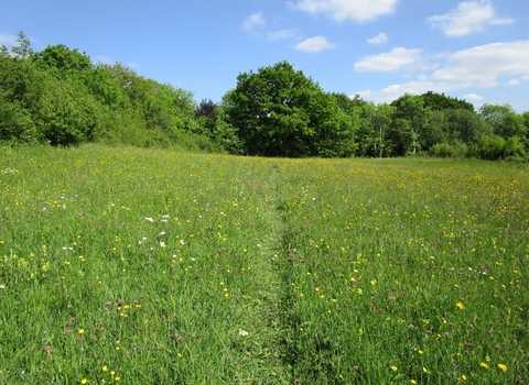 Wildflower meadow at Kingcombe Meadows Nature Reserve © Debbie Billen