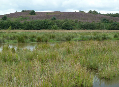 Winfrith scrapes and Tadnoll heath © James Hitchen 