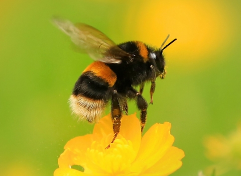 Buff-tailed bumblebee © Jon Hawkins Surrey Hills Photography