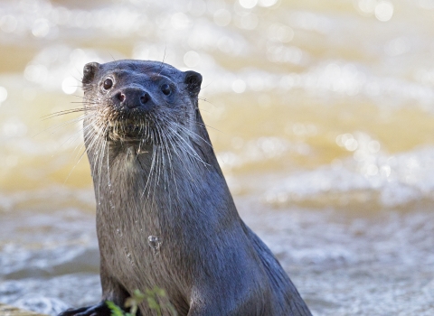 Otter by Paul Williams 