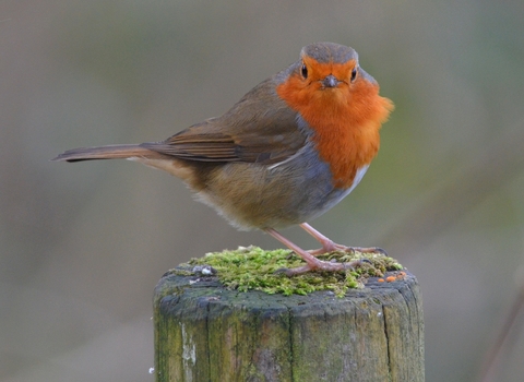 Robin by Adam Jones