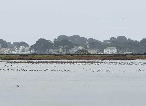 Black tailed godwit on Brownsea Island Lagoon by Nicki Tutton