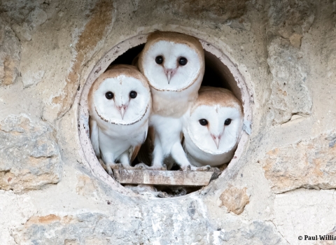 Barn Owls at Lorton Meadows Nature Reserve © Paul Williams
