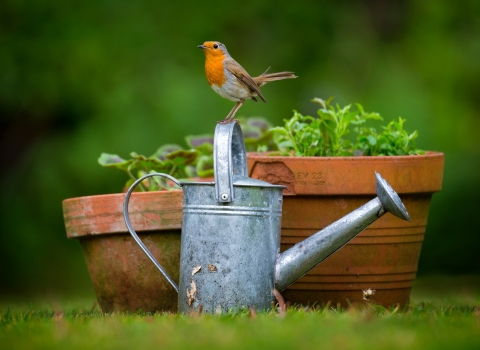 Robin © Jon Hawkins - Surrey Hills Photography