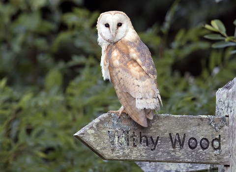 Adult female barn owl at Lorton Meadows © Paul Williams